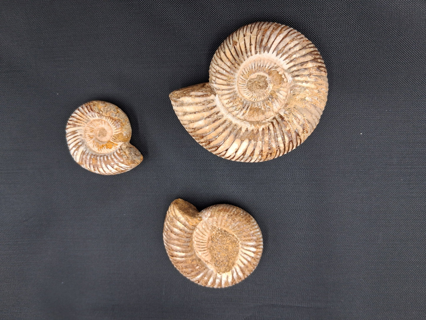 Ammonites from Madagascar