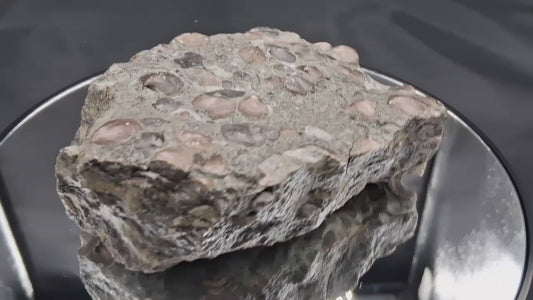 Brachiopod Concretion