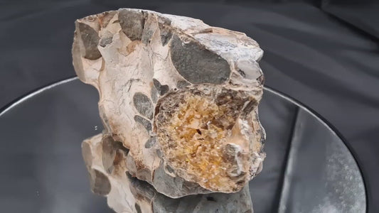 Ammonite Fossil Partial