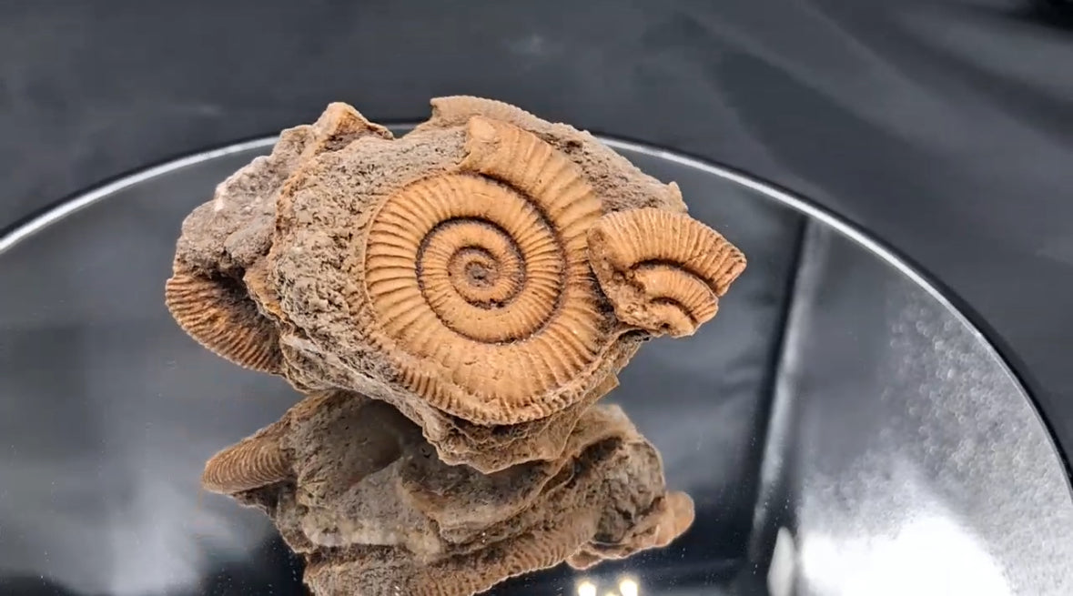 Ammonite Fossil