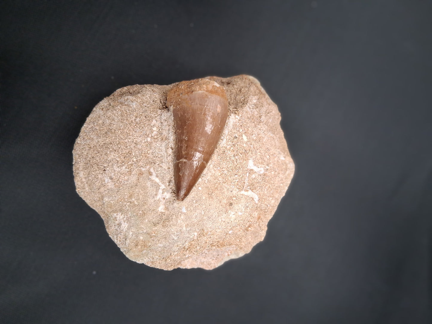 Mosasaur Fossil Tooth